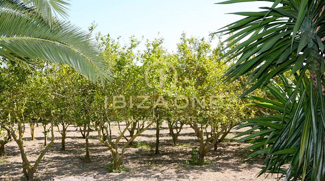 Luxusfinca mit wunderschönem und riesigem Garten zu verkaufen, Ibiza - Luxusfinca mit wunderschönem und riesigem Garten zu vermieten, Ibiza