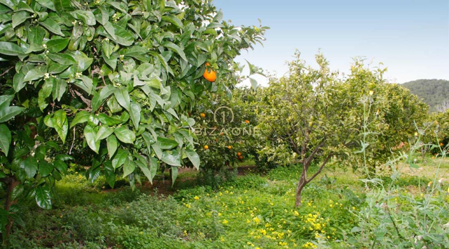 Finca de luxe et de charme dans un bel endroit idyllique à vendre, Ibiza - Finca de luxe et de charme dans un bel endroit idyllique à louer, Ibiza