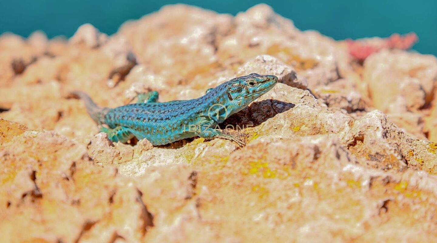 Ihr ultimativer Kurzurlaub: Luxuriöse Privatinsel zum Mieten, Ibiza