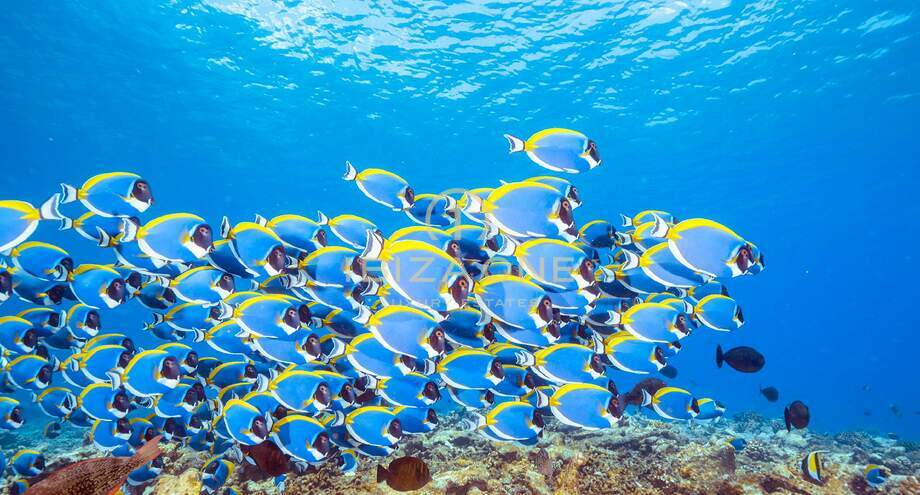 Foto van het vastgoed