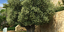Foto dell'oggetto
