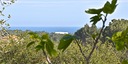 Foto dell'oggetto