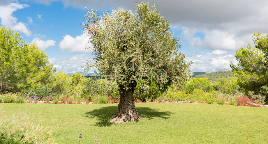 Photo de l'objet