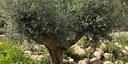صور العرض