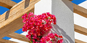 صور العرض