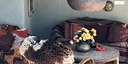 Photo de l'objet