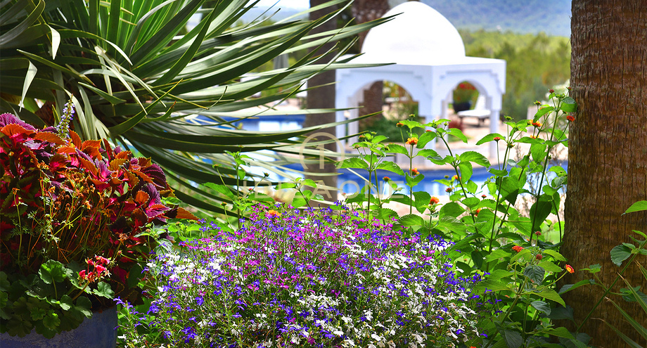 صور العرض