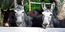 Foto dell'oggetto