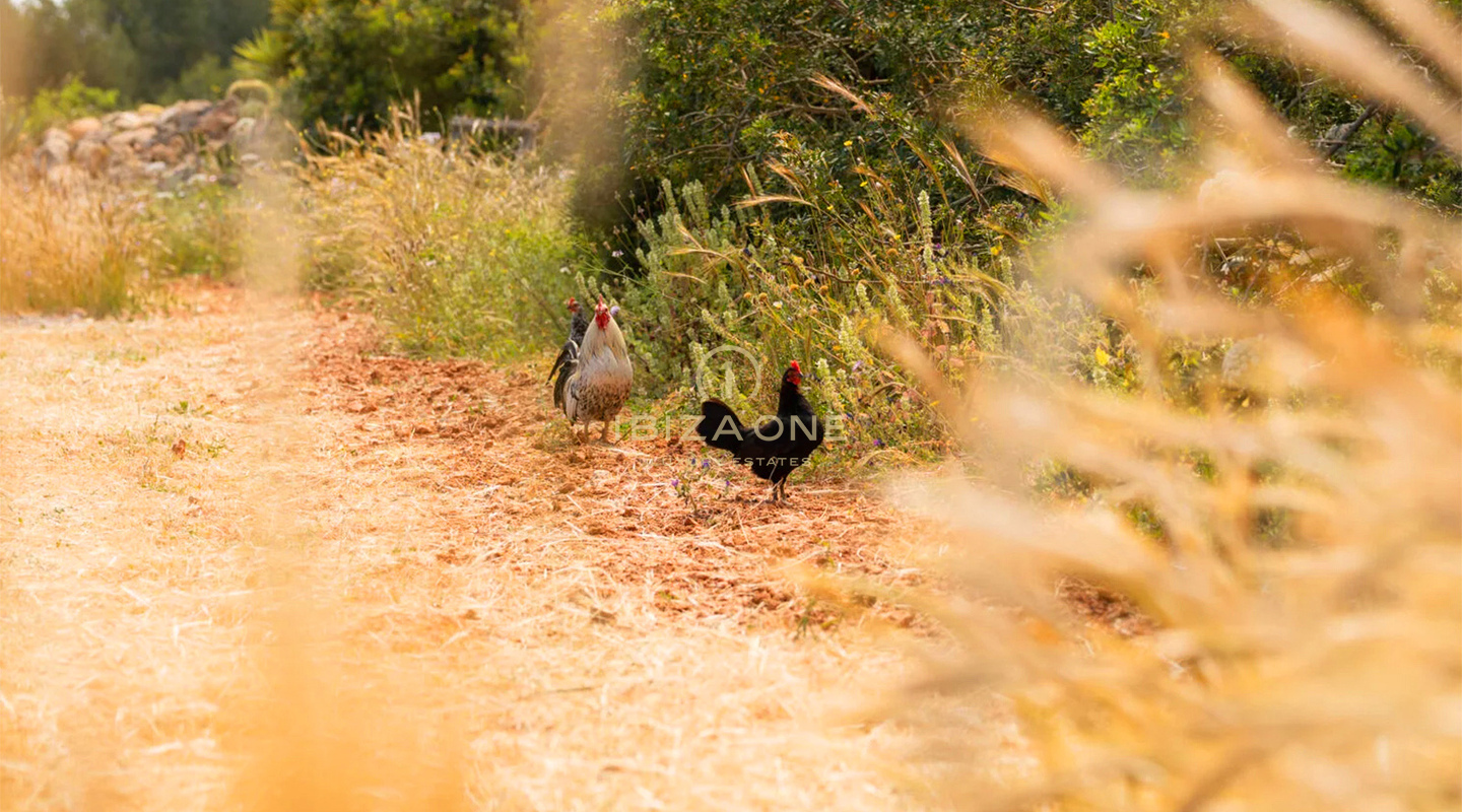 Magnifique propriété agricole de luxe dans un emplacement exceptionnel près de Santa Eulalia, Ibiza, à vendre.